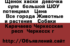 Щенок хаски, девочка супе, большой ШОУ потенциал › Цена ­ 50 000 - Все города Животные и растения » Собаки   . Карачаево-Черкесская респ.,Черкесск г.